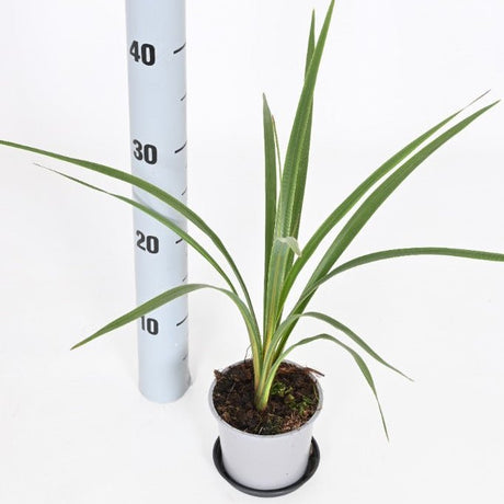 Cordyline Peko cabbage palm