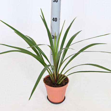 Cordyline Peko cabbage palm