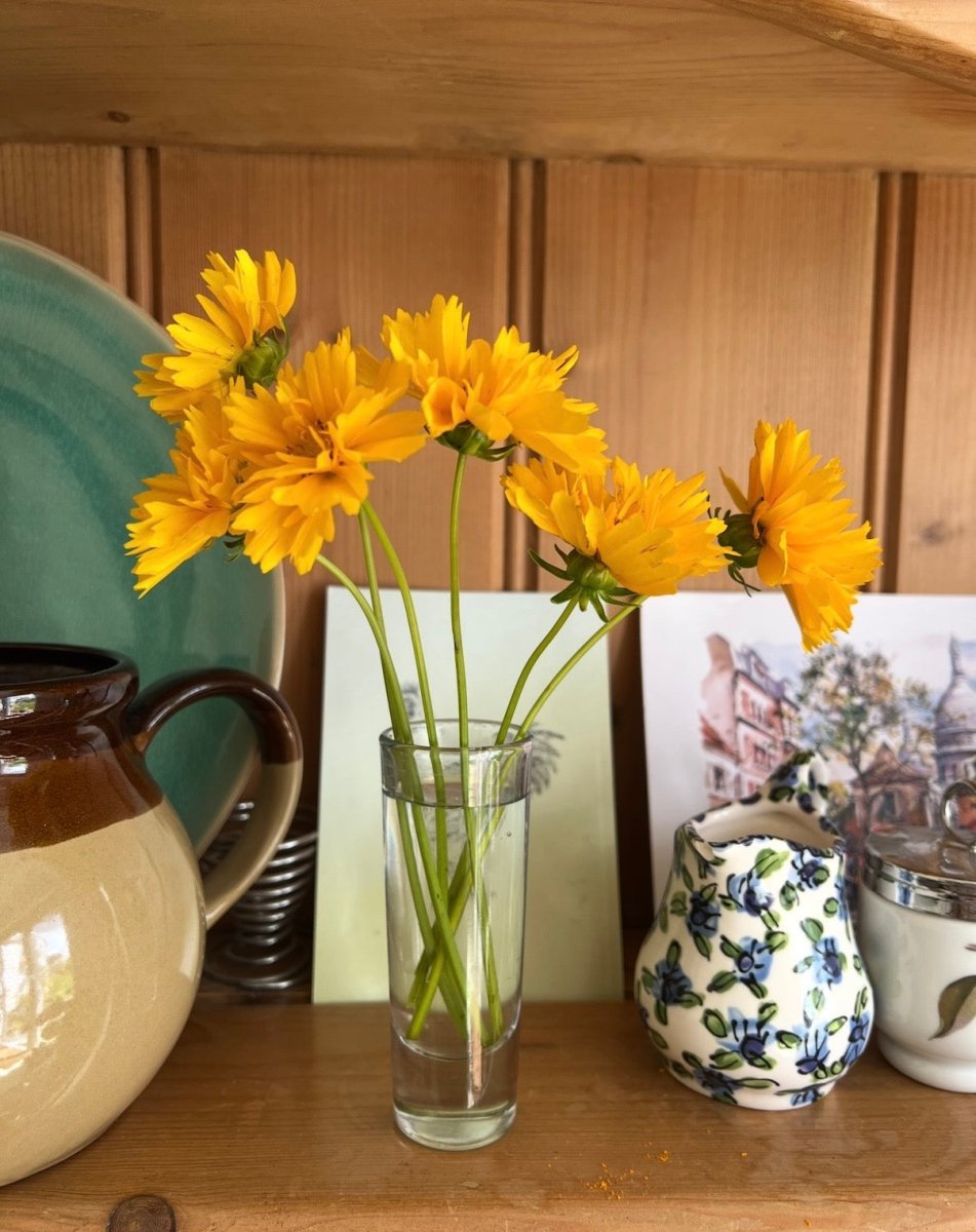 Coreopsis Early Sunrise - Dandys Landscape Supplies