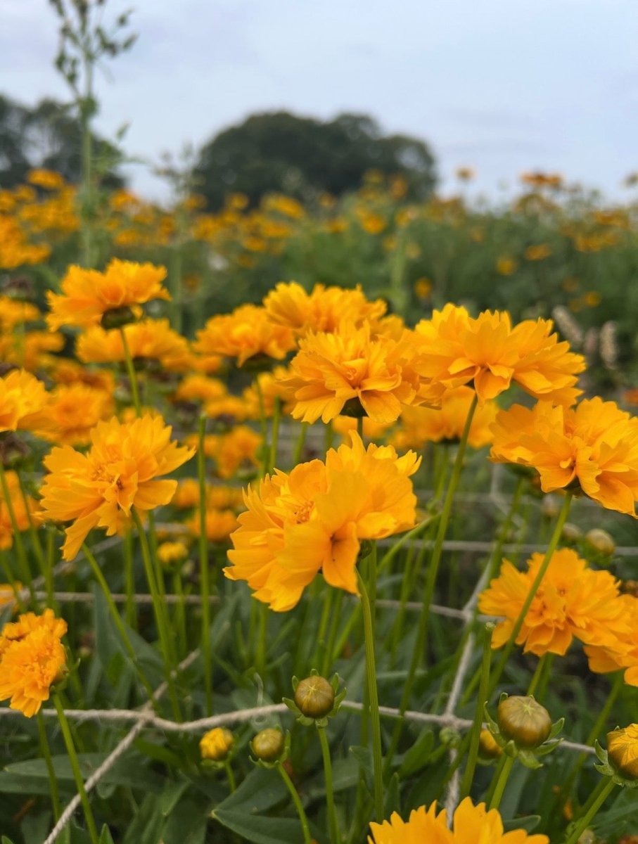 Coreopsis Early Sunrise - Dandys Landscape Supplies