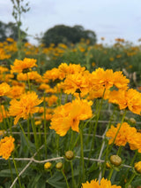 Coreopsis Early Sunrise - Dandys Landscape Supplies