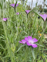 Corncockle - Dandys Landscape Supplies