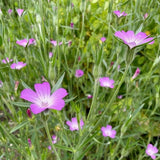 Corncockle - Dandys Landscape Supplies