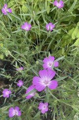 Corncockle - Dandys Landscape Supplies