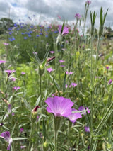 Corncockle - Dandys Landscape Supplies