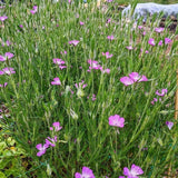 Corncockle - Dandys Landscape Supplies