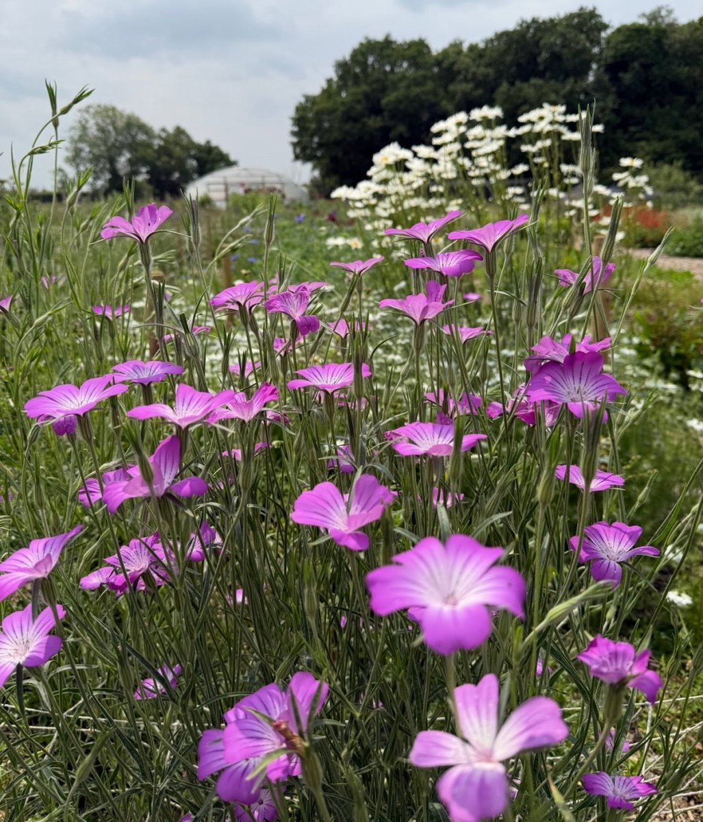 Corncockle - Dandys Landscape Supplies