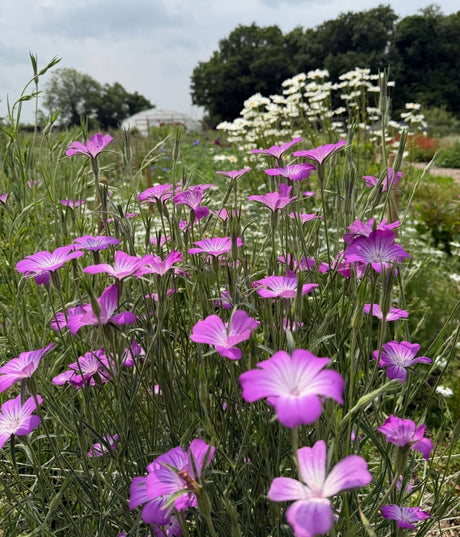Corncockle - Dandys Landscape Supplies