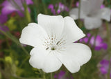 Corncockle Bianca - Dandys Landscape Supplies