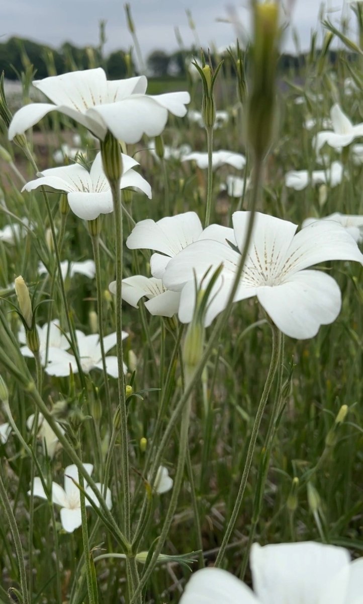Corncockle Bianca - Dandys Landscape Supplies