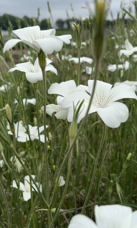 Corncockle Bianca - Dandys Landscape Supplies