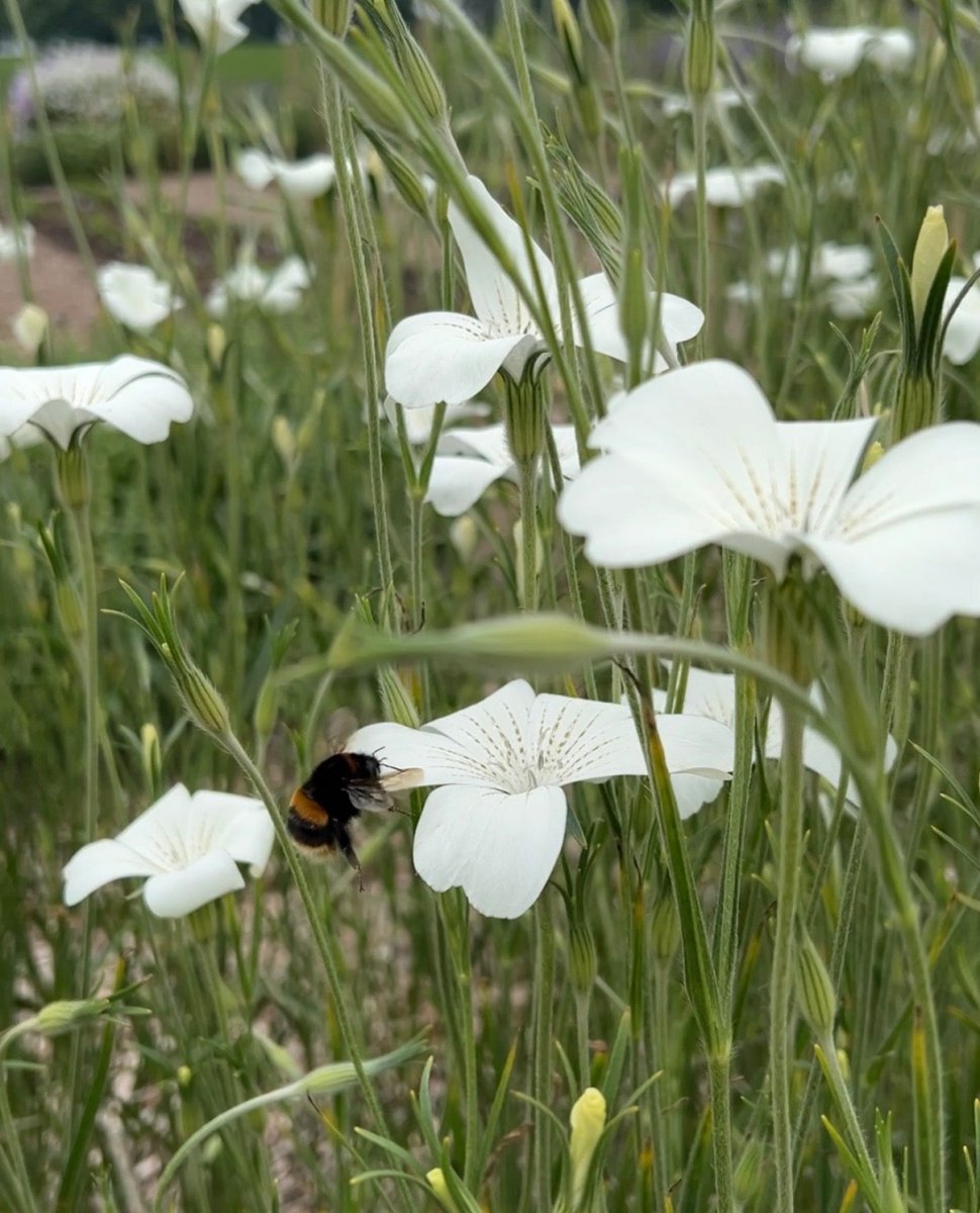 Corncockle Bianca - Dandys Landscape Supplies