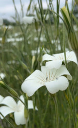 Corncockle Bianca - Dandys Landscape Supplies