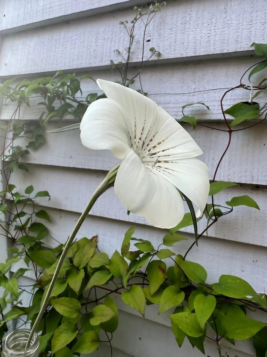 Corncockle Bianca Seeds - Dandys Landscape Supplies