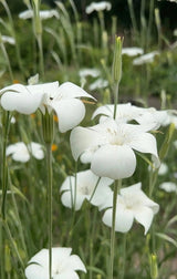 Corncockle Bianca Seeds - Dandys Landscape Supplies