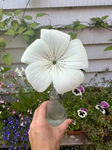 Corncockle Bianca Seeds - Dandys Landscape Supplies