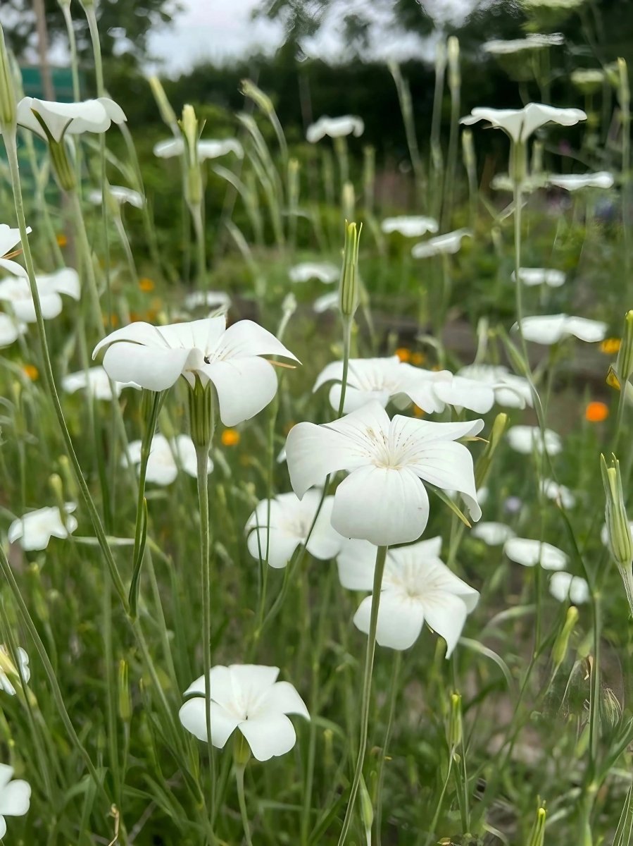 Corncockle Bianca Seeds - Dandys Landscape Supplies