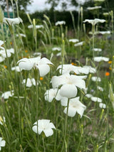 Corncockle Bianca Seeds - Dandys Landscape Supplies
