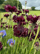 Cornflower Black Ball - Dandys Landscape Supplies