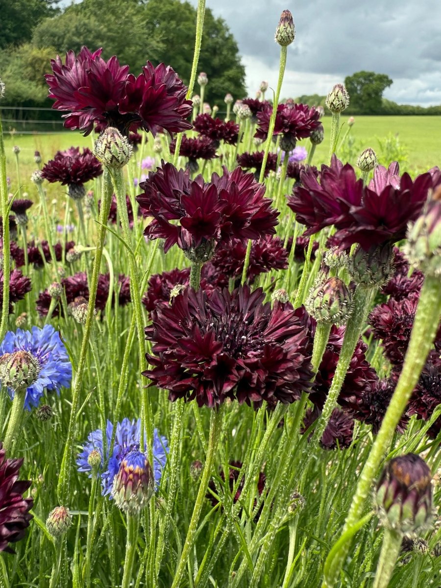 Cornflower Black Ball Seeds - Dandys Landscape Supplies