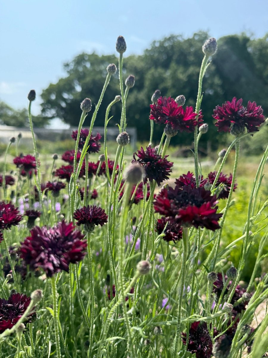Cornflower Black Ball Seeds - Dandys Landscape Supplies