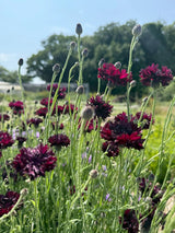 Cornflower Black Ball Seeds - Dandys Landscape Supplies