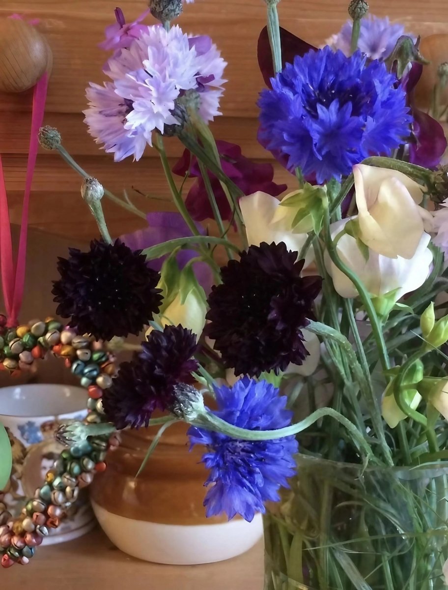 Cornflower Black Ball Seeds - Dandys Landscape Supplies