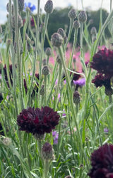 Cornflower Black Ball Seeds - Dandys Landscape Supplies