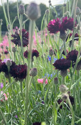 Cornflower Black Ball Seeds - Dandys Landscape Supplies