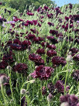 Cornflower Black Ball Seeds - Dandys Landscape Supplies