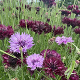 Cornflower Black & Mauve Mix Seeds - Dandys Landscape Supplies