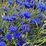 Cornflower Blue Ball Seeds - Dandys Landscape Supplies