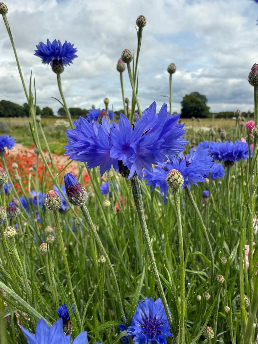 Cornflower Blue Ball Seeds - Dandys Landscape Supplies