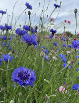 Cornflower Blue Ball Seeds - Dandys Landscape Supplies