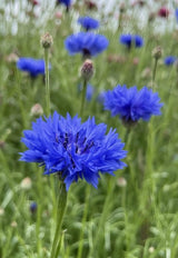Cornflower Blue Ball Seeds - Dandys Landscape Supplies