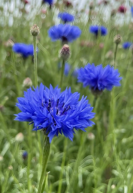 Cornflower Blue Ball Seeds - Dandys Landscape Supplies