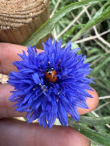 Cornflower Blue Ball Seeds - Dandys Landscape Supplies