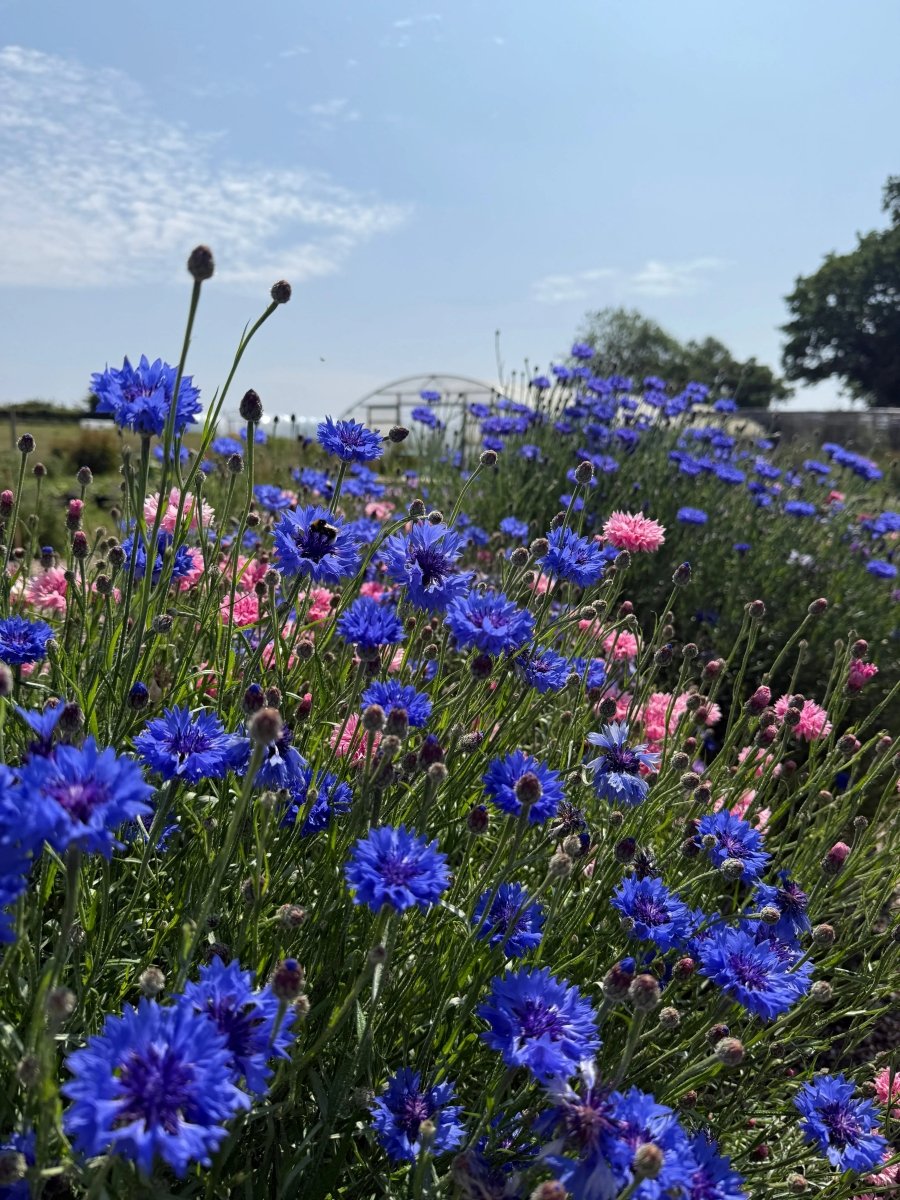 Cornflower Blue Ball Seeds - Dandys Landscape Supplies