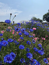 Cornflower Blue Ball Seeds - Dandys Landscape Supplies