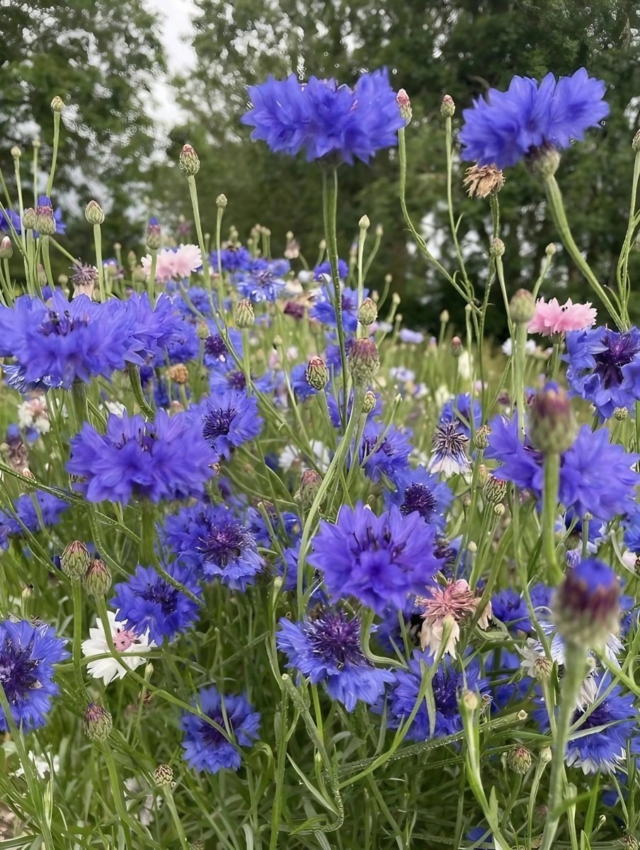 Cornflower Blue Ball Seeds - Dandys Landscape Supplies
