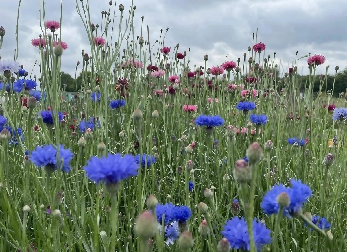 Cornflower Blue Ball Seeds - Dandys Landscape Supplies