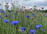 Cornflower Blue Ball Seeds - Dandys Landscape Supplies