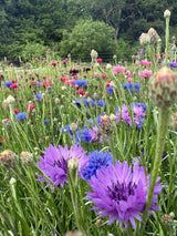 Cornflower Mauve Boy - Dandys Landscape Supplies