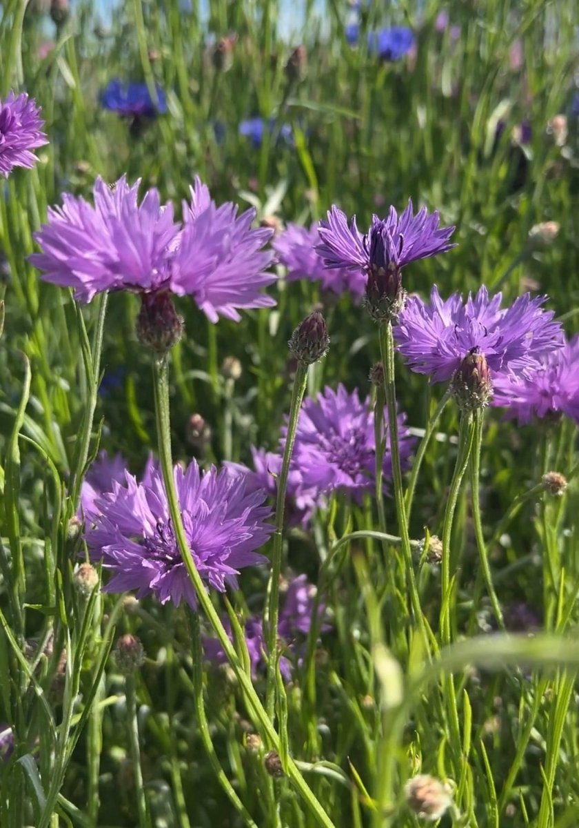 Cornflower Mauve Boy - Dandys Landscape Supplies