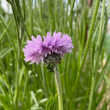 Cornflower Mauve Boy - Dandys Landscape Supplies