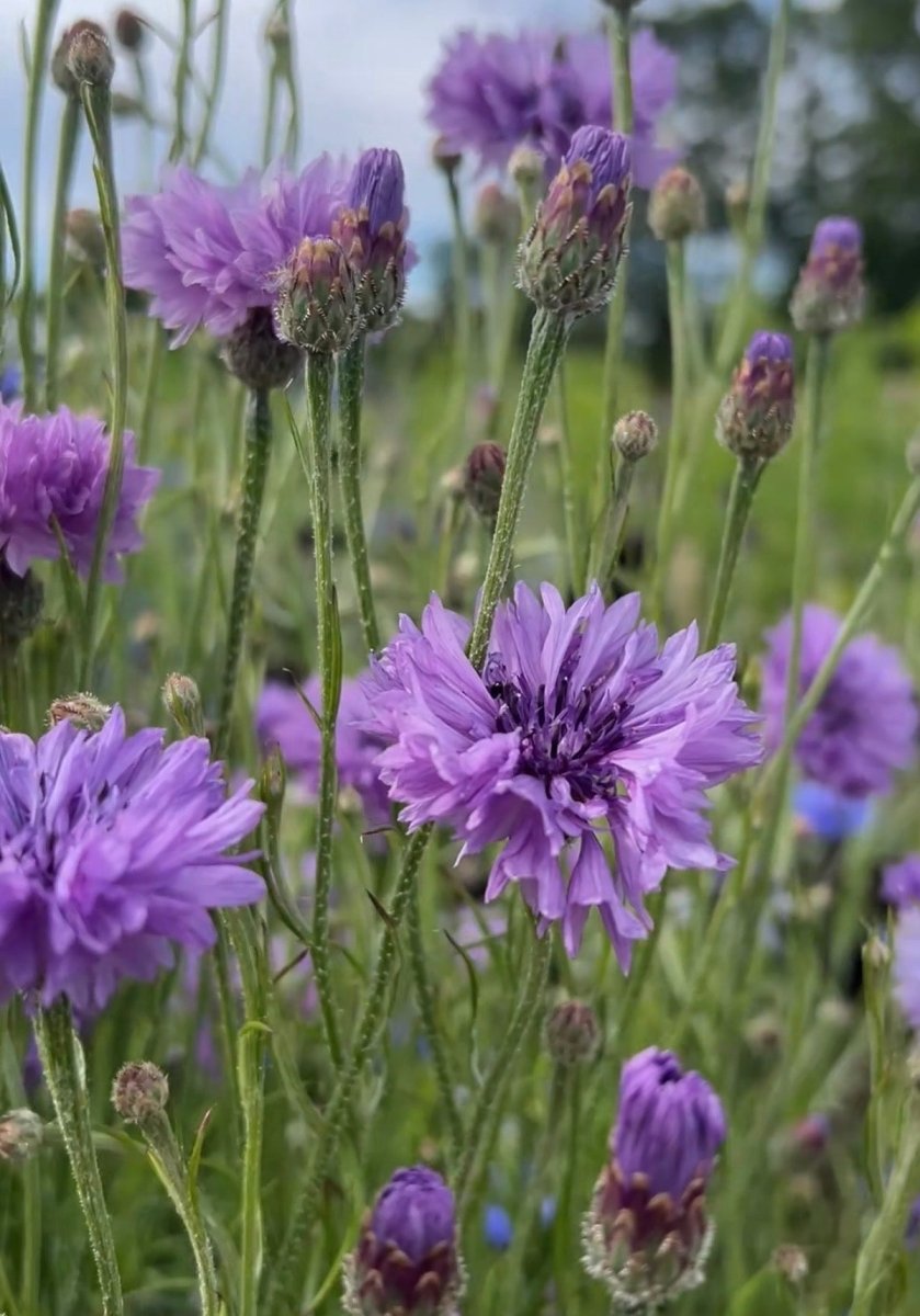 Cornflower Mauve Boy - Dandys Landscape Supplies