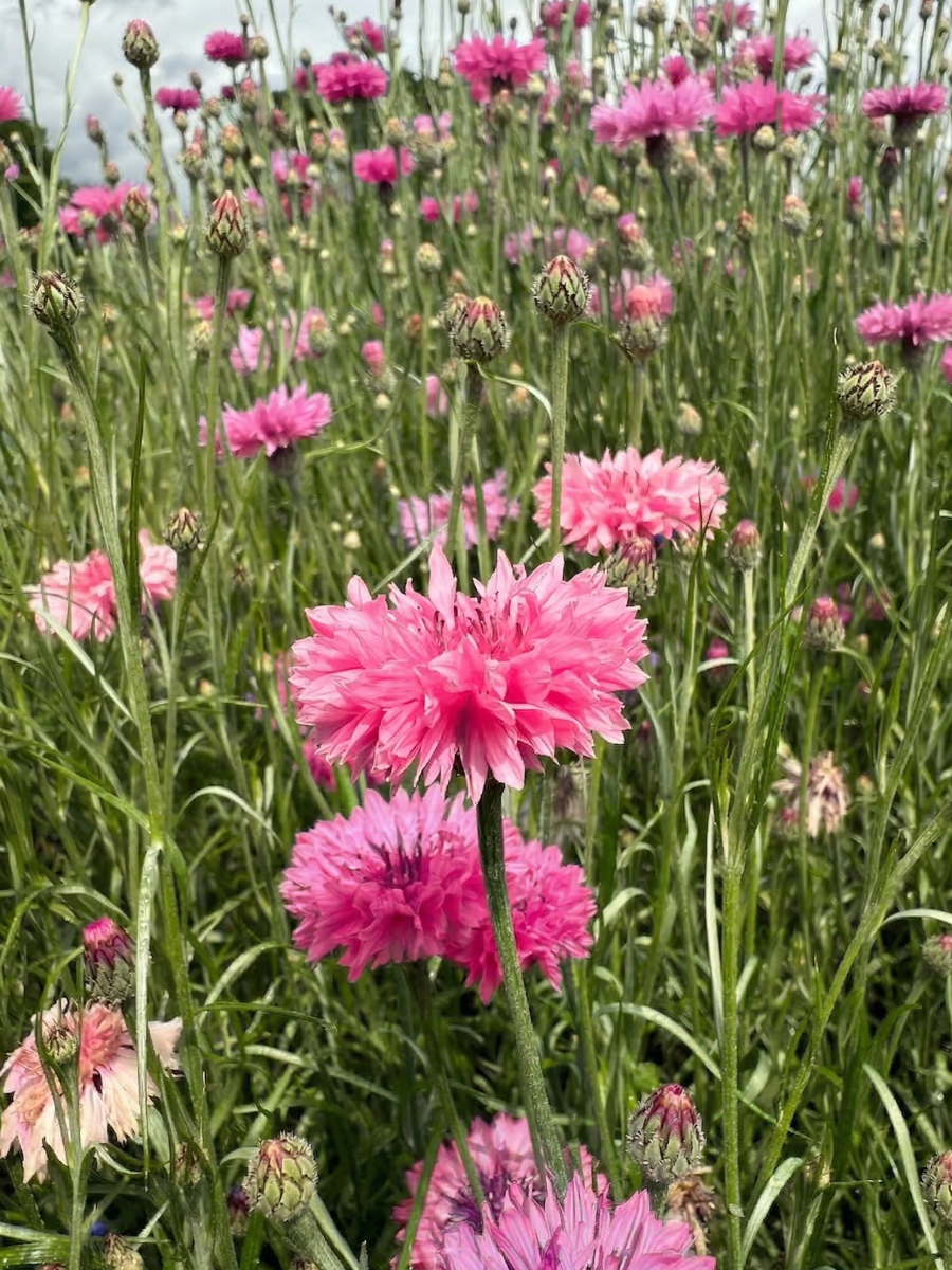 Cornflower Pink Ball - Dandys Landscape Supplies