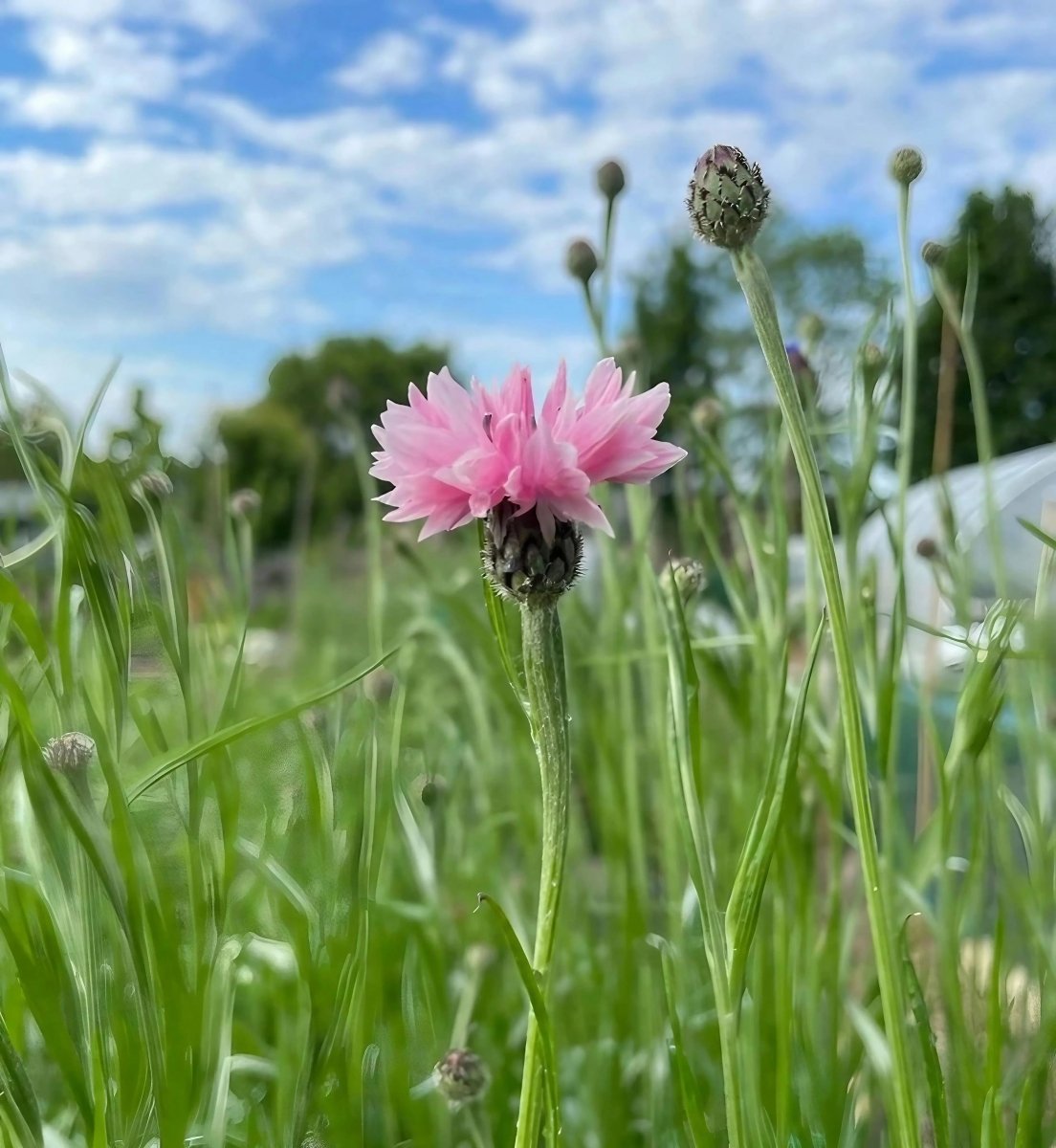 Cornflower Pink Ball - Dandys Landscape Supplies