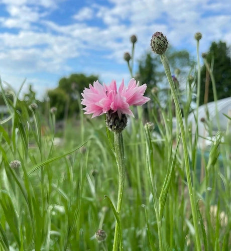 Cornflower Pink Ball - Dandys Landscape Supplies