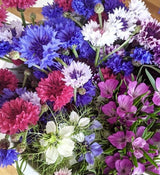 Cornflower Polka Dot Mixed - Dandys Landscape Supplies